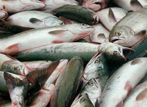 6 տնտեսվարողի արգելվել է ՀՀ–ից ՌԴ ձուկ-ձկնամթերք արտահանել