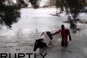 Американские пожарные спасли провалившуюся под лед лошадь