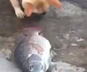 Собака пытается спасти рыб