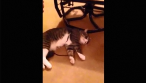 Кот притворяется мертвым, чтобы не идти на прогулку