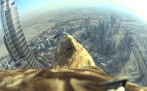 В Дубае орел с камерой на спине установил новый мировой рекорд, спикировав с небоскреба Burj Khalifa