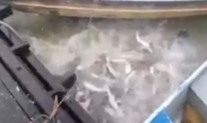 Բրազիլացի ձկնորսները փորձարկել են պիրանիաների ախորժակը