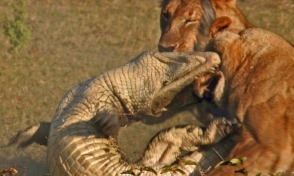 Կոկորդիլոսը պայքարում է առյուծների հետ փղի լեշի համար (տեսանյութ)