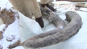 Խանտի–Մանսիյսկում փականագործը մամոնտի մնացորդներ է գտել (տեսանյութ)