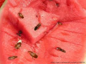 Ծագումնաբանները կխաչասերեն ձմերուկն ու խավարասերներին