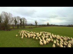 Фермер перегоняет стадо овец при помощи беспилотника
