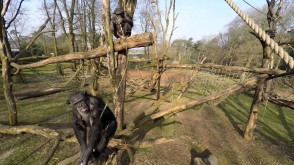 Շիմպանզեին դուր չի եկել իրեն նկարահանող անօդաչու թռչող սարքը