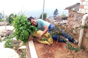 Չինացին աճեցրել է աշխարհի ամենամեծ շաղգամը (լուսանկարներ)