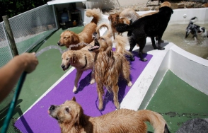 В Бразилии действует «детский сад» для собак.