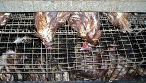 Թռչնի գրիպը «գրոհել է» Այովան