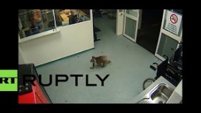 В Австралии любопытная коала проникла в больницу