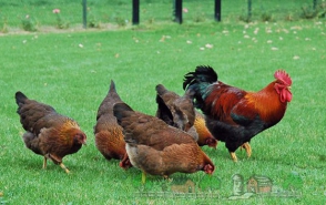 Արգելվել է Թուրքիայից Հայաստան թռչնամիս ներկրել