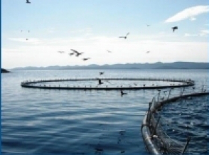 Սևանա լճում իշխանի արհեստական բուծման համար ցանցավանդակների թիվը կավելանա 2 անգամ