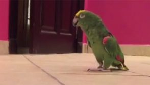 Դժոխային ծիծաղով թութակը դարձել է «YouTube»–ի հիթ