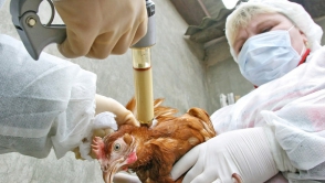 В США убьют 1,8 млн кур в борьбе с птичьим гриппом