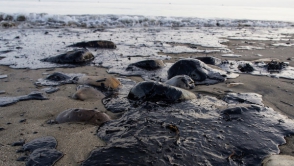 Около 80 тысяч литров нефти вылилось в океан у берегов Калифорнии