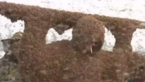 Китаец покрыл себя миллионом пчел: получил 2 тыс. укусов