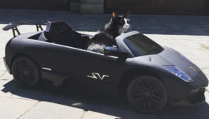 Канадец подарил своему коту «Lamborghini»