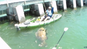 Ձկնորսը 250 կգ կշռող ձուկ է բռնել