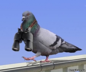 Индийская полиция поймала пакистанского голубя-шпиона
