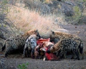 Обострение внутривидовой борьбы