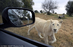 Лев загрыз американскую туристку на сафари-туре в ЮАР