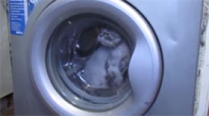 Կատվի տերերը պատժել են կենդանուն՝ լվանալով նրան լվացքի մեքենայում (տեսանյութ)