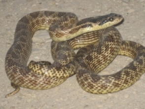 Երևանում հայտնաբերվել են օձեր