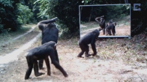 Реакция диких животных на зеркало