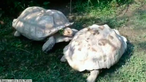 Одну из черепах в зоопарке Тайваня назвали Героем