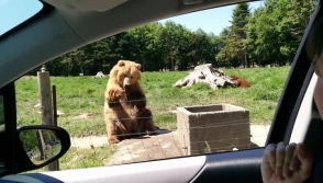 Медведь, научившийся ловить еду одной лапой, стал звездой «YouTube»