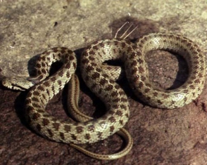 Վայոց ձորի և Արագածոտնի մարզերում հայտնաբերվել են օձեր