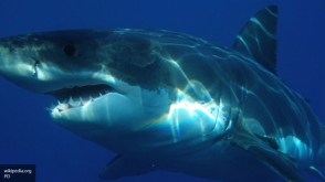 Полутораметровая акула погибла в аварии в США (видео)