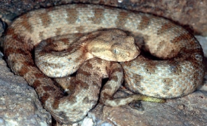 Աբովյան քաղաքում տներից մեկի պատի մեջ հայտնաբերվել է օձ