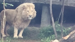 Сбежавший из грузинского зоопарка хищник загрыз человека