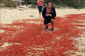 Тысячи крабов выбросились на берег Калифорнии (видео)