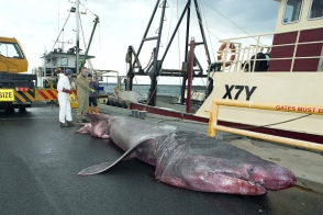 Рыбаки в Австралии поймали гигантскую акулу (фото, видео)