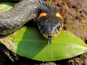 Սյունիքում հայտնաբերվել է օձ