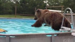 Купающийся в бассейне медведь стал хитом интернета