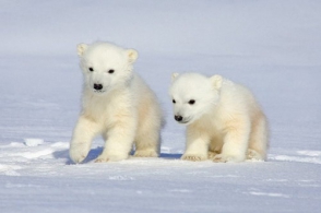 Через 10 лет белые медведи могут исчезнуть с лица Земли