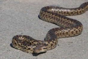 Մեղրիում հայտնաբերվել է օձ