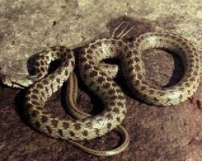 Երևանում հայտնաբերվել է օձ