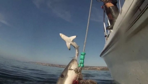 Огромная белая летающая акула стала звездой «YouTube»