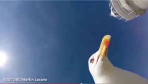 Испанская чайка сделала селфи на украденную камеру