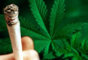 Թմրանյութ` Նոր Հաճնի գերեզմանատան տարածքի վայրաճ կանեփի թփերից