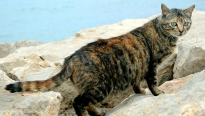 Власти Австралии планируют уничтожить 2 миллиона бродячих кошек