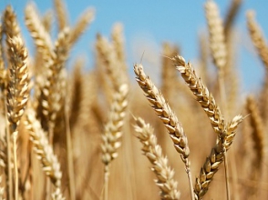 Հացահատիկի բերքահավաքի աշխատանքներն ընթացքի մեջ են