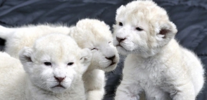 В крымском сафари-парке «Тайган» на свет появились четыре белых львенка