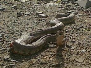 Էջմիածին քաղաքում հայտնաբերվել է օձ