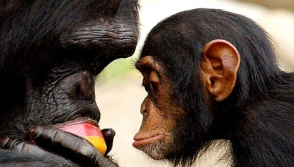 Նյու Յորքի դատարանը երկու շիմպանզեներին չի ճանաչել անհատականություն